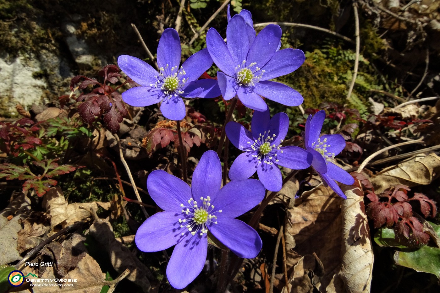 20 Erba trinita (Hepatica nobilis).JPG